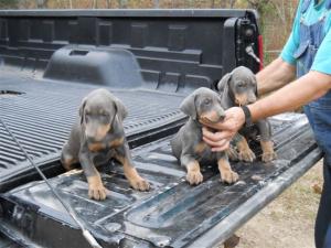 Dobermanpuppies